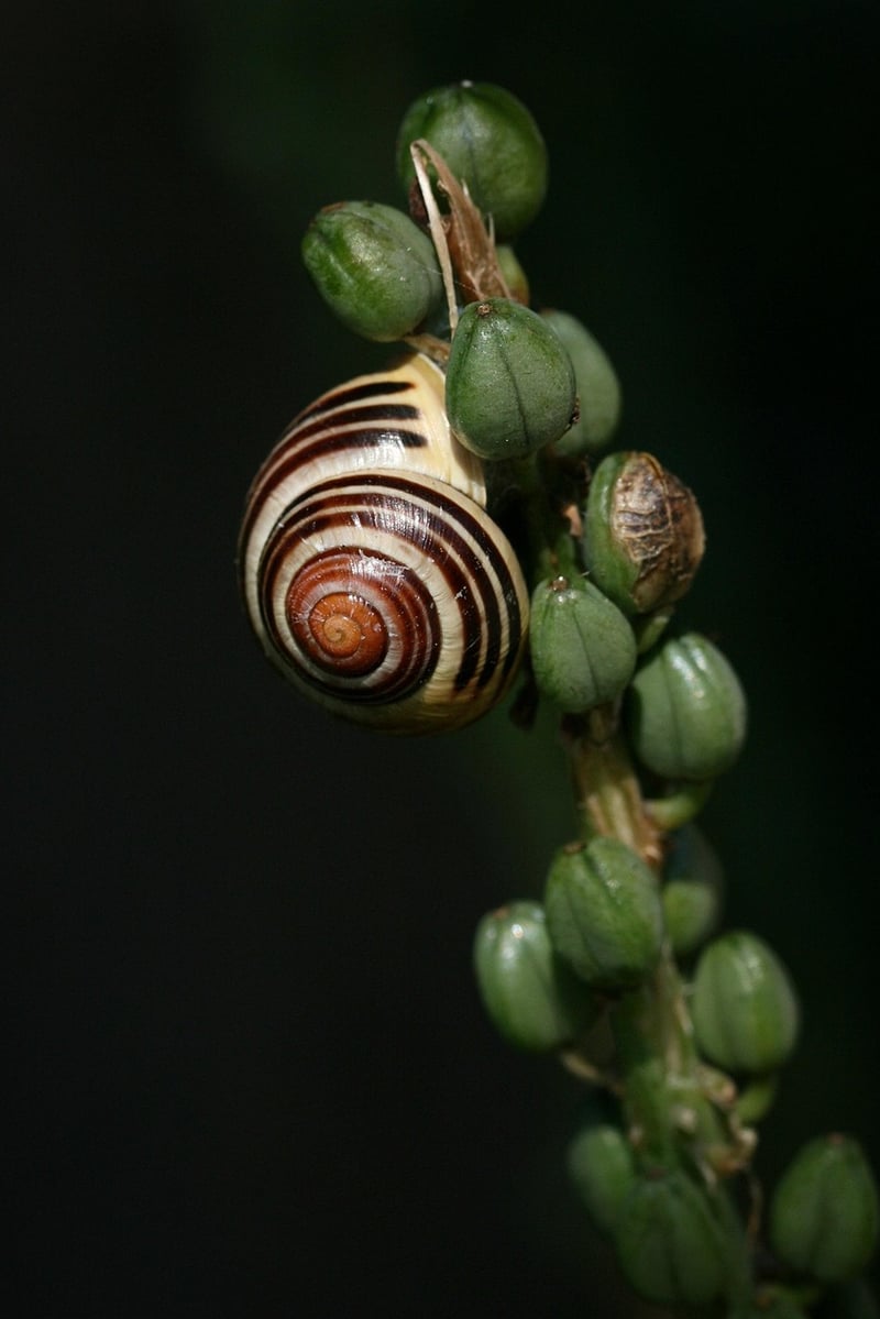 Mythical Plant Species